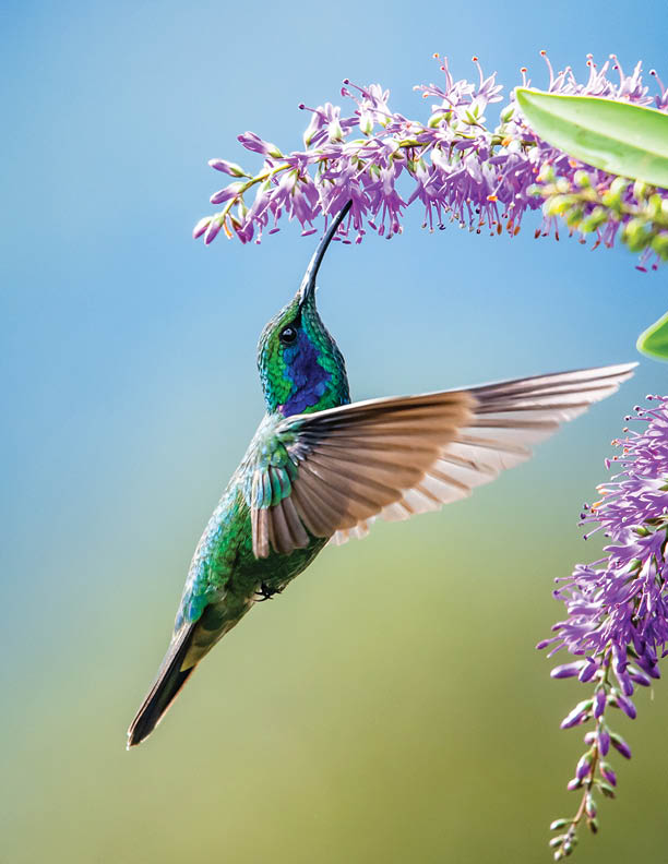 Blue hummingbird Violet Sabrewing flying next to beautiful red flower. Tinny bird fly in jungle. Wildlife in tropic Costa Rica. Two bird sucking nectar from bloom in the forest. Bird behaviour