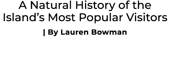 A Natural History of the Island’s Most Popular Visitors | By Lauren Bowman