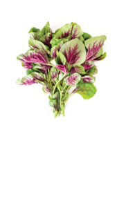 Fresh Amaranth, Callaloo Green and Purple Leaves