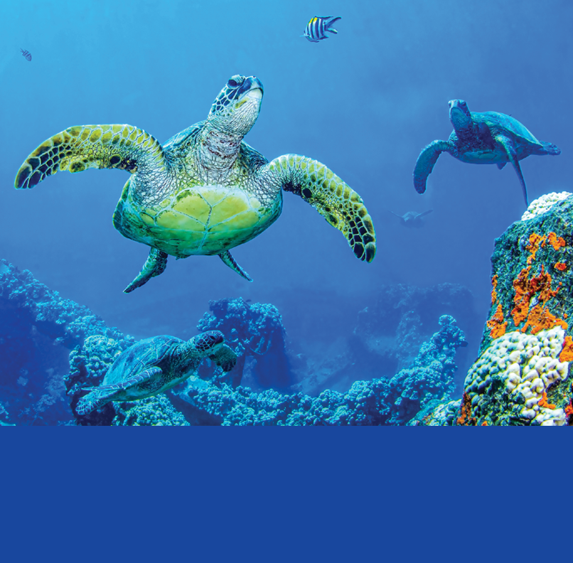 Sea turtles swim underwater scene. Underwater sea turtles view. Underwater sea turtles. Sea turtles underwater