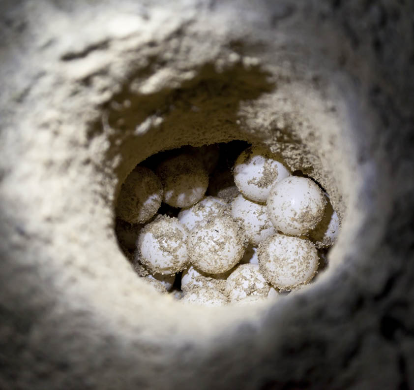 Green sea turtle eggs in sand hole on a beach at hatchery site