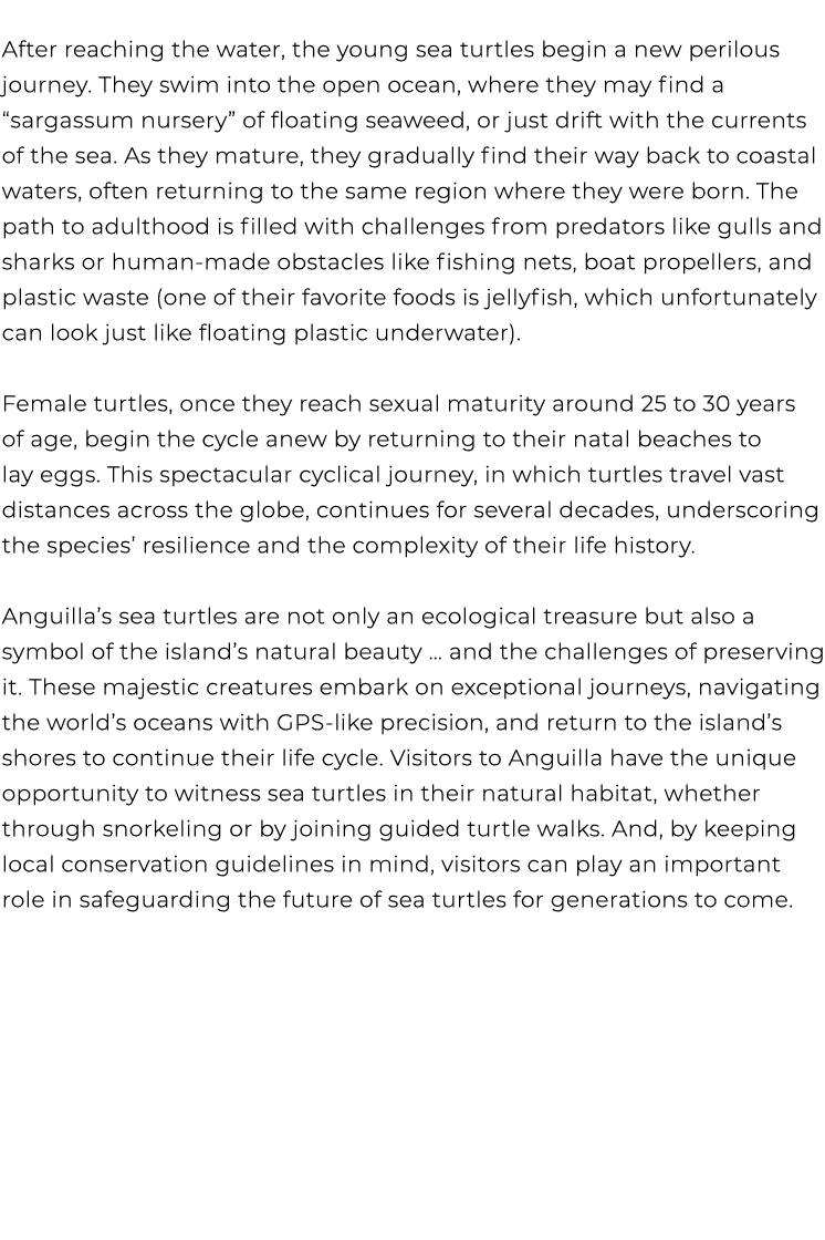  After reaching the water, the young sea turtles begin a new perilous journey. They swim into the open ocean, where t...