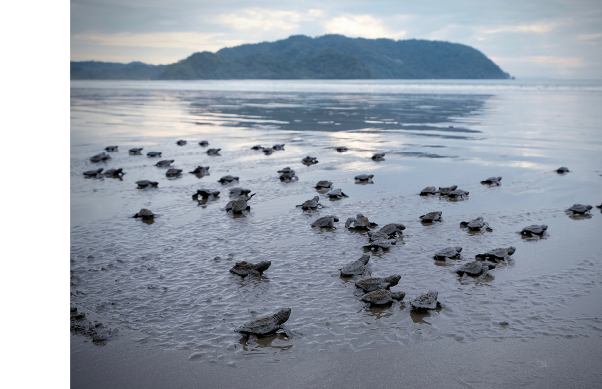 Many turtle hatchlings making their way to the ocean in Costa Rica. 