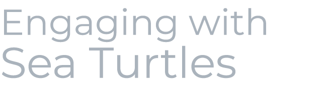 Engaging with Sea Turtles