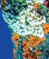 Sea turtles swim underwater scene. Underwater sea turtles view. Underwater sea turtles. Sea turtles underwater