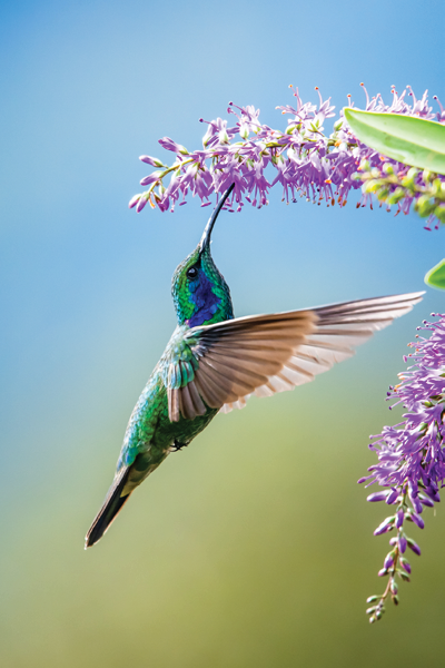 Blue hummingbird Violet Sabrewing flying next to beautiful red flower. Tinny bird fly in jungle. Wildlife in tropic Costa Rica. Two bird sucking nectar from bloom in the forest. Bird behaviour