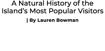 A Natural History of the Island’s Most Popular Visitors | By Lauren Bowman