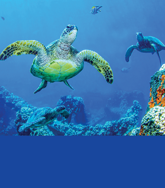 Sea turtles swim underwater scene. Underwater sea turtles view. Underwater sea turtles. Sea turtles underwater