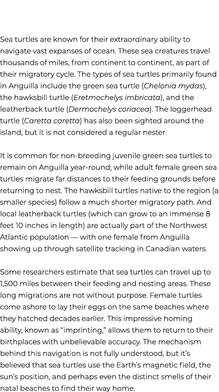 Sea turtles are known for their extraordinary ability to navigate vast expanses of ocean. These sea creatures travel ...