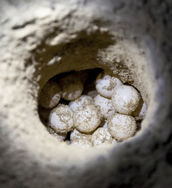 Green sea turtle eggs in sand hole on a beach at hatchery site