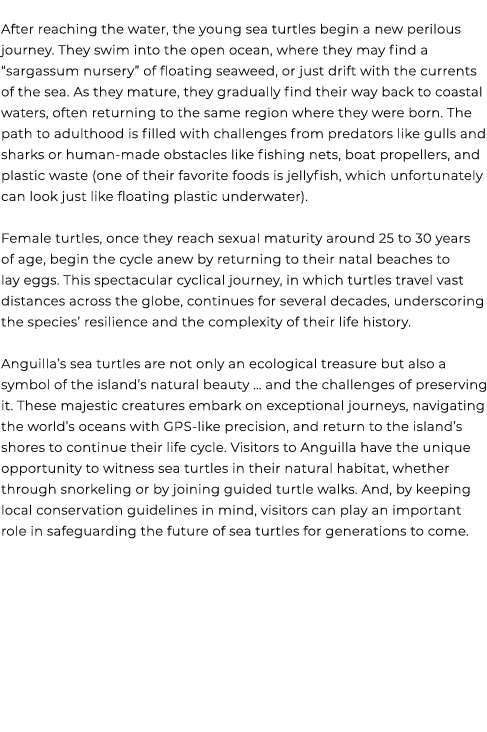  After reaching the water, the young sea turtles begin a new perilous journey. They swim into the open ocean, where t...