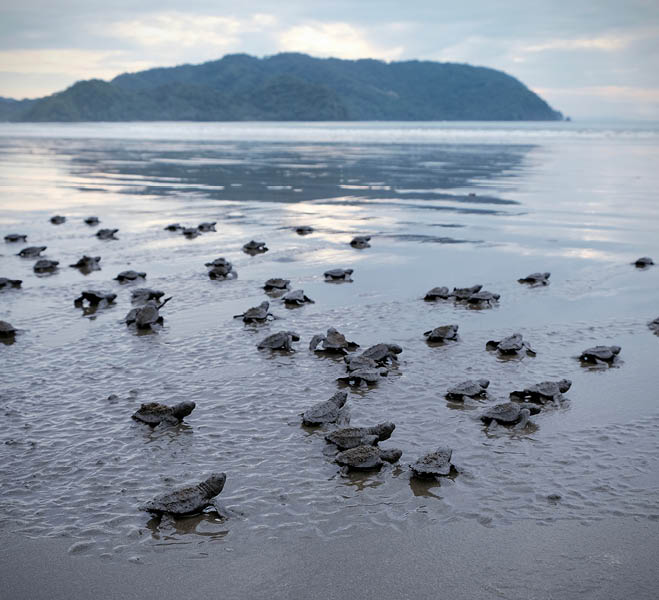Many turtle hatchlings making their way to the ocean in Costa Rica. 