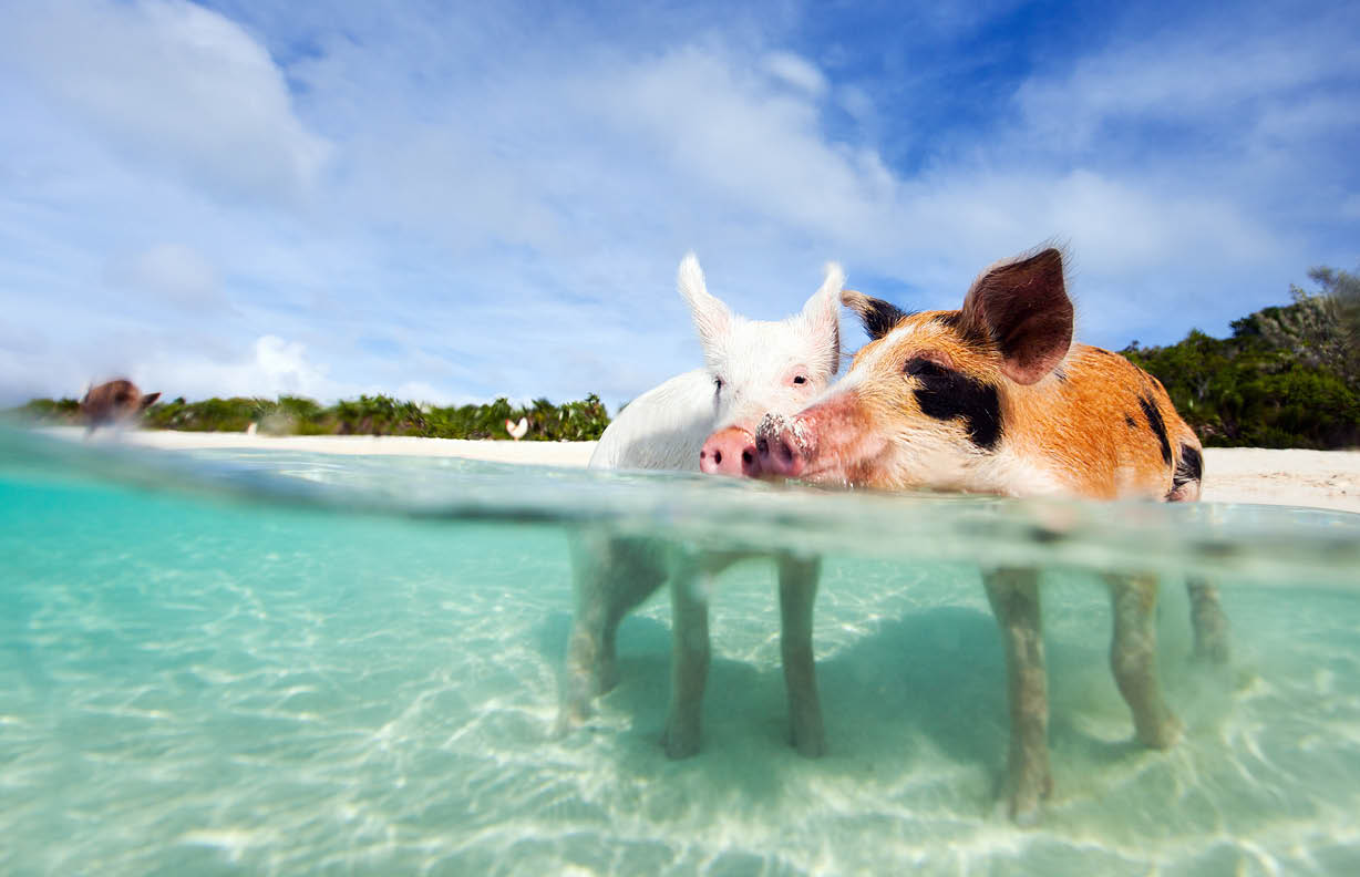 Swimming pigs of the Bahamas in the Out Islands of the Exuma