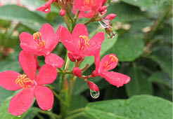 Leon levy native plant preserve 