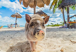 Pig on the beach. Dirty beach. Piglet under the palm trees