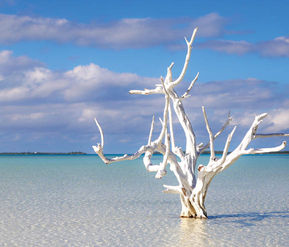 Old white dead tree in the shallow water of the flats of Harbor Island, Bahamas. Photo by Julie Shipman Photography