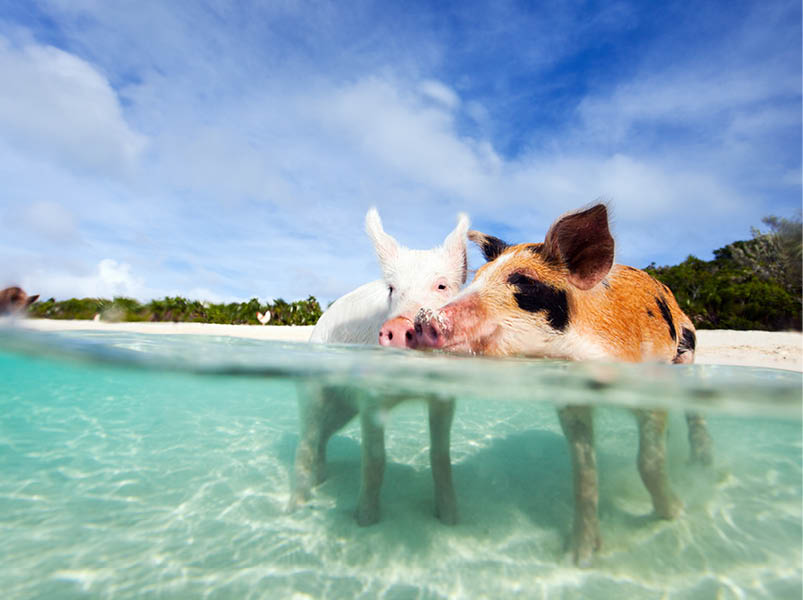 Swimming pigs of the Bahamas in the Out Islands of the Exuma