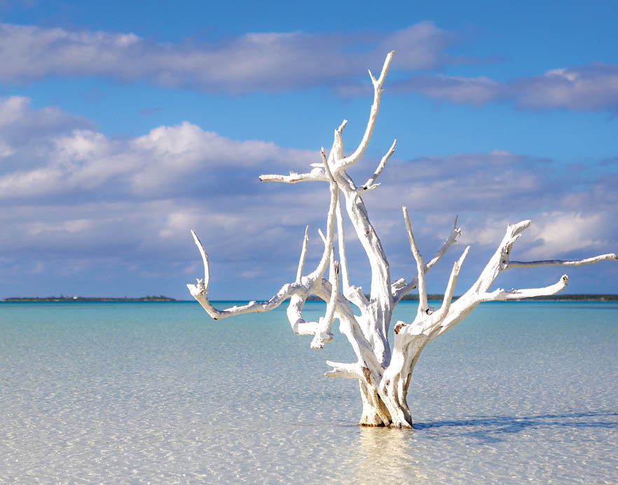 Old white dead tree in the shallow water of the flats of Harbor Island, Bahamas. Photo by Julie Shipman Photography