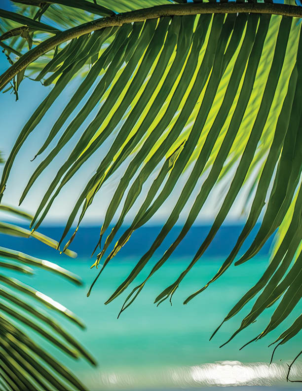 On a sunny tropical beach, palm tree leaves. Background image of a tropical beach and a summer vacation. Generative AI