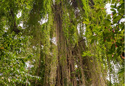 Tree in Welchman Hall Gully, Barbados