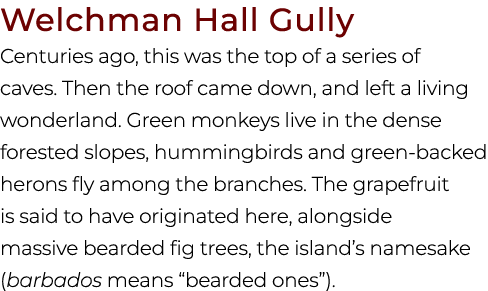 Welchman Hall Gully Centuries ago, this was the top of a series of caves. Then the roof came down, and left a living ...