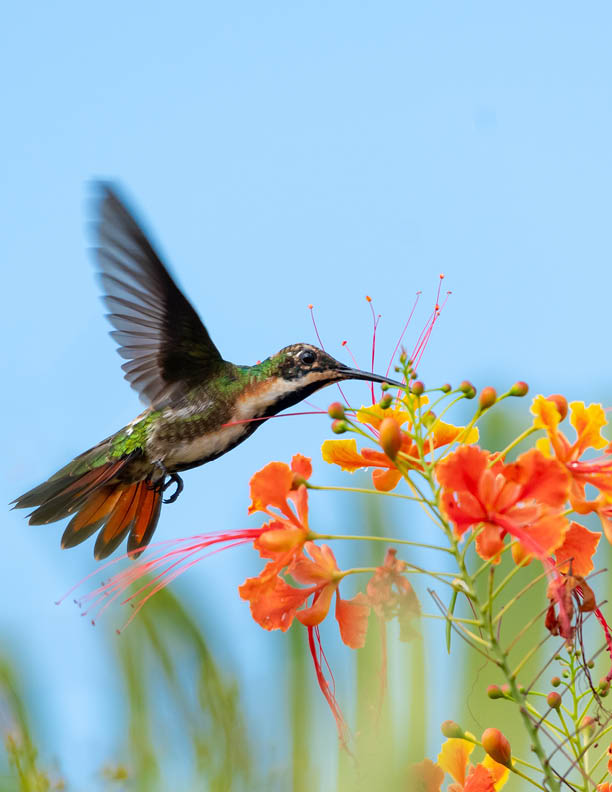 Black-throated Mango hummingbird feeding on colorful Pride of Barbados flowers in the blue sky.