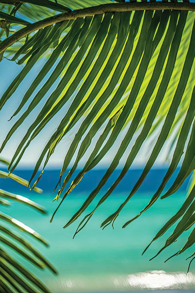 On a sunny tropical beach, palm tree leaves. Background image of a tropical beach and a summer vacation. Generative AI