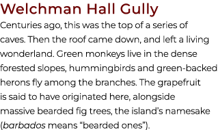 Welchman Hall Gully Centuries ago, this was the top of a series of caves. Then the roof came down, and left a living ...