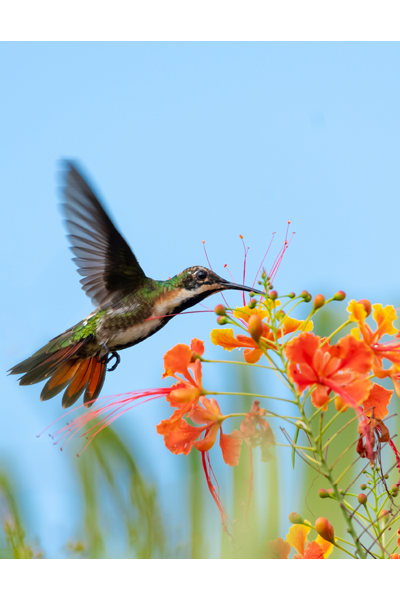 Black-throated Mango hummingbird feeding on colorful Pride of Barbados flowers in the blue sky.