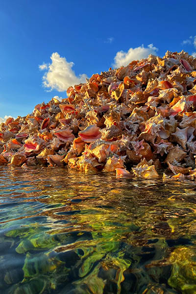 Conch island Anegada British Virgin Islands 