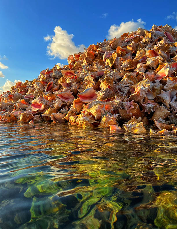 Conch island Anegada British Virgin Islands 