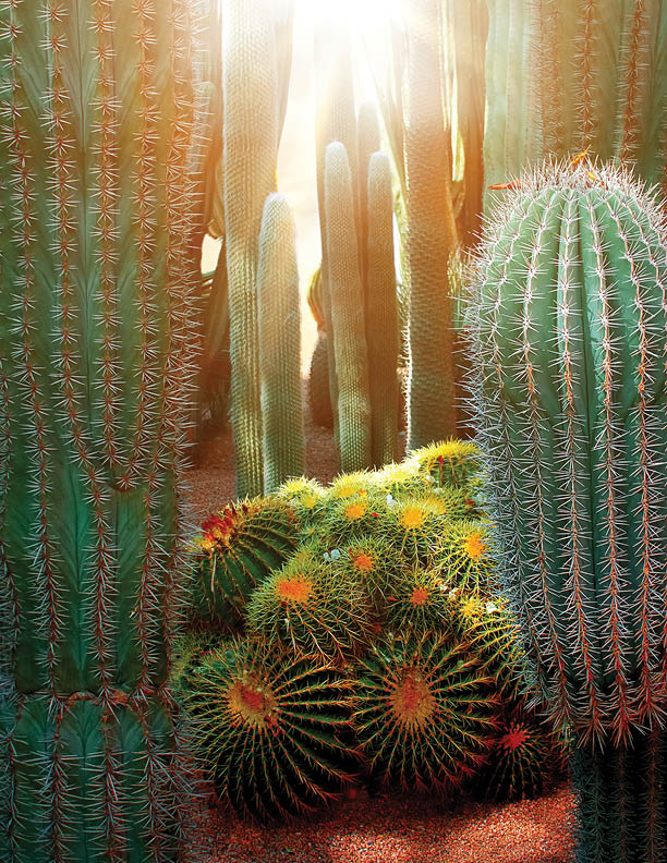 Cactus in the Mexican desert. Baja California sur. Mexico.