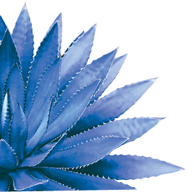 Agave Plant in Blue Tone Color on Pink Background Colorful Design Image