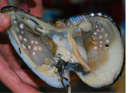 Pearl in Chinese big oyster