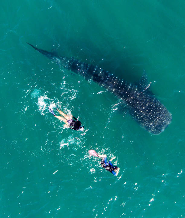 people snorkeling with whale sharks, Aerial view.