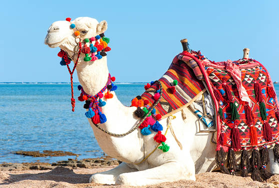 White proud camel resting on the Egyptian beach. Camelus dromedarius. Summertime outdoors.
