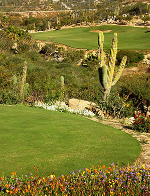 golf course in Los Cabos in Mexico