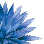 Agave Plant in Blue Tone Color on Pink Background Colorful Design Image