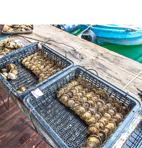 HALONG, VIETNAM - JUNE 17, 2018: Pearl farm in Halong bay, Vietnam in a summer day