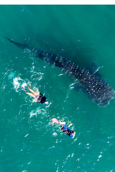 people snorkeling with whale sharks, Aerial view.