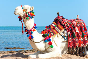 White proud camel resting on the Egyptian beach. Camelus dromedarius. Summertime outdoors.