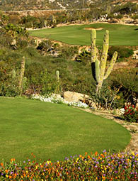 golf course in Los Cabos in Mexico