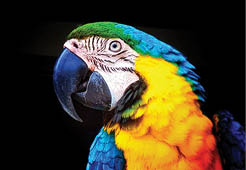 Profile shot of blue and gold macaw facing left