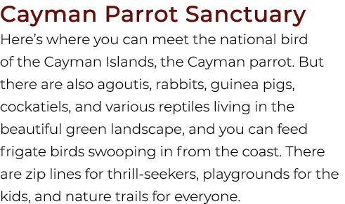 Cayman Parrot Sanctuary Here’s where you can meet the national bird of the Cayman Islands, the Cayman parrot. But the...