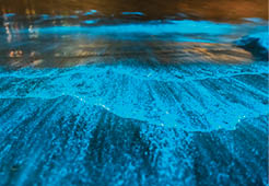 Bioluminescence Jervis Bay, Australia