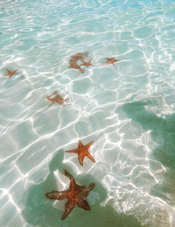 Grand Cayman Islands, starfish point