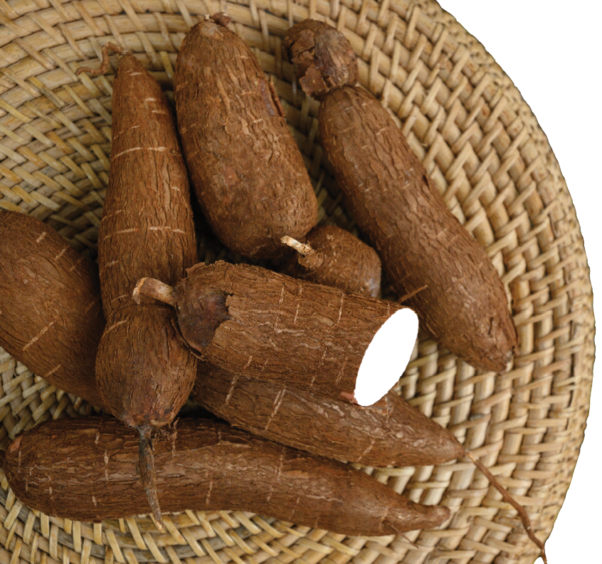 Organic raw Cassava tuber on wicker tray and palm leaves. View from above. Copy space. Yucca cassava root.
