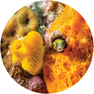 A tiny bug-eyed blenny pokes its head out of a hole in an orange sponge off the coast of Grand Cayman, Cayman Islands.