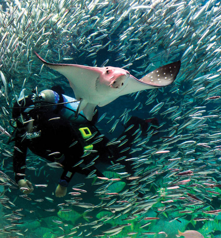 Stingray City. diver fish and stingrays seoul