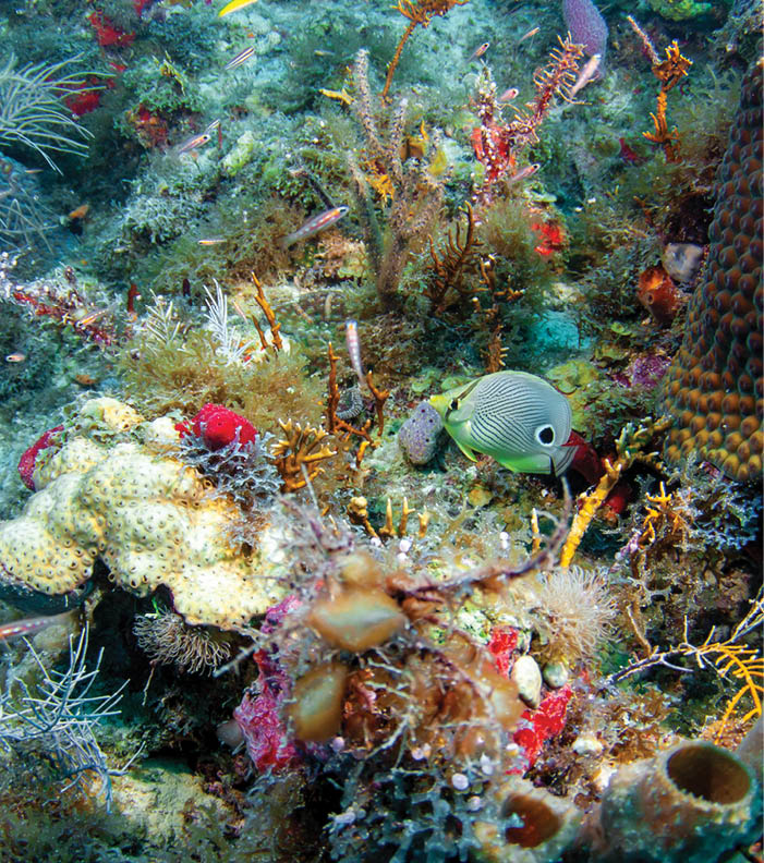 Beautiful foureye butterflyfish in a coral wonderland full of color in the Dry Tortugas, Florida, Gulf of Mexico. 